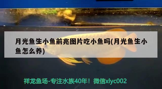 月光魚(yú)生小魚(yú)前兆圖片吃小魚(yú)嗎(月光魚(yú)生小魚(yú)怎么養(yǎng))