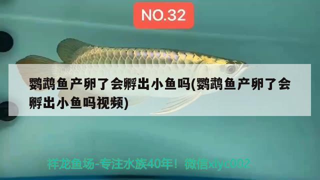 鸚鵡魚產(chǎn)卵了會孵出小魚嗎(鸚鵡魚產(chǎn)卵了會孵出小魚嗎視頻) 鸚鵡魚