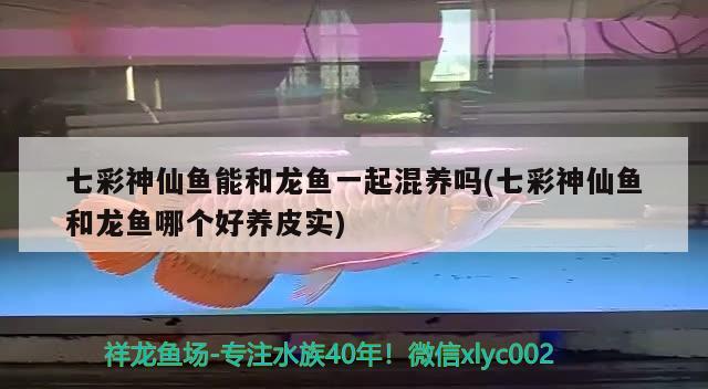 七彩神仙魚能和龍魚一起混養(yǎng)嗎(七彩神仙魚和龍魚哪個好養(yǎng)皮實(shí))