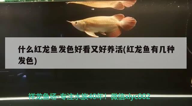 什么紅龍魚發(fā)色好看又好養(yǎng)活(紅龍魚有幾種發(fā)色)