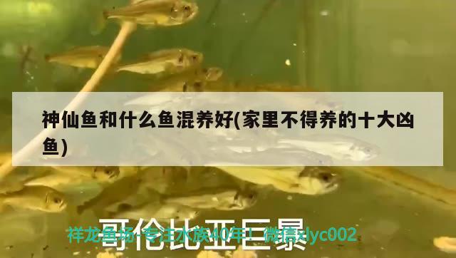 神仙魚和什么魚混養(yǎng)好(家里不得養(yǎng)的十大兇魚)