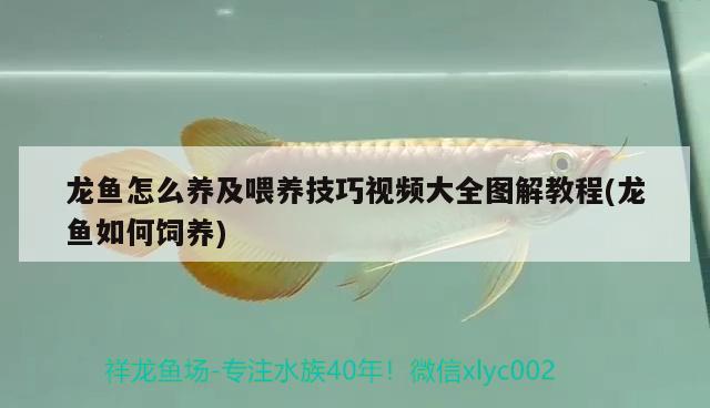 龍魚怎么養(yǎng)及喂養(yǎng)技巧視頻大全圖解教程(龍魚如何飼養(yǎng)) 虎斑恐龍魚