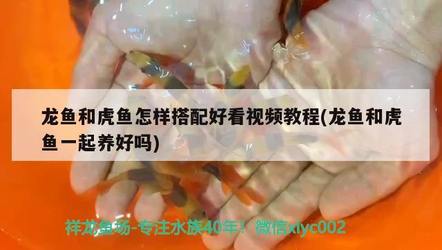 龍魚和虎魚怎樣搭配好看視頻教程(龍魚和虎魚一起養(yǎng)好嗎)