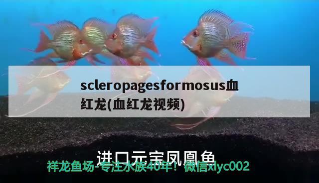 scleropagesformosus血紅龍(血紅龍視頻) 觀賞魚(yú)