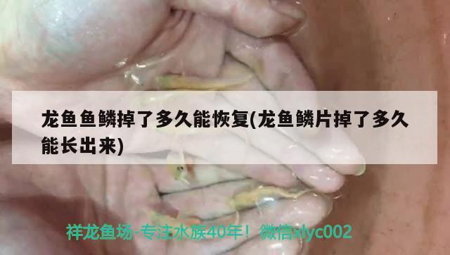 龍魚魚鱗掉了多久能恢復(龍魚鱗片掉了多久能長出來)