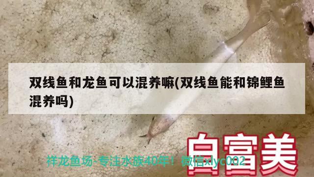 雙線魚和龍魚可以混養(yǎng)嘛(雙線魚能和錦鯉魚混養(yǎng)嗎)