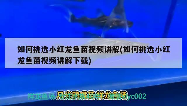 如何挑選小紅龍魚苗視頻講解(如何挑選小紅龍魚苗視頻講解下載) 魚缸/水族箱