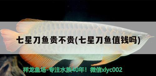 七星刀魚貴不貴(七星刀魚值錢嗎)