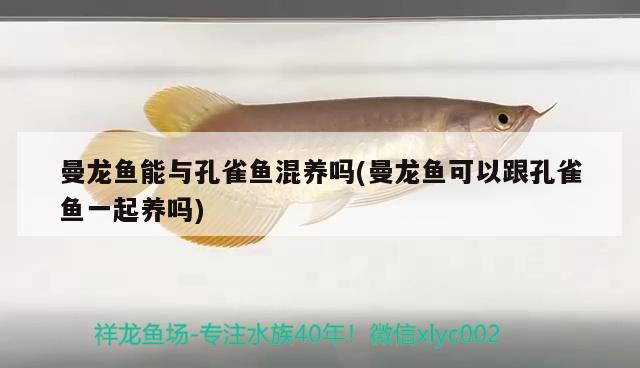 曼龍魚能與孔雀魚混養(yǎng)嗎(曼龍魚可以跟孔雀魚一起養(yǎng)嗎) 龍魚芯片掃碼器