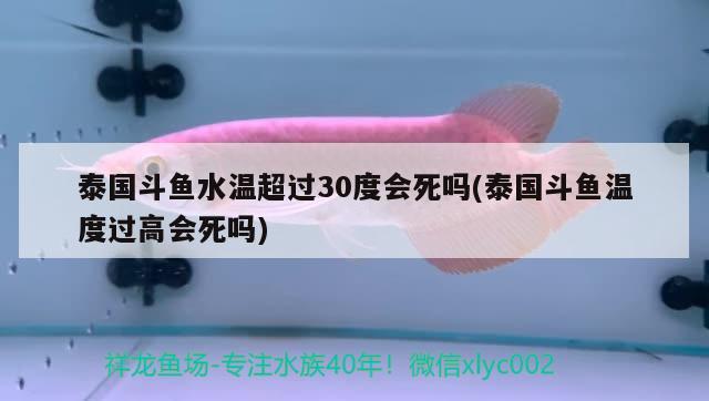 泰國斗魚水溫超過30度會死嗎(泰國斗魚溫度過高會死嗎)