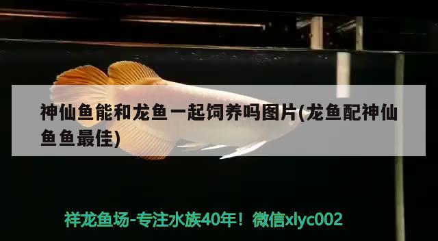 神仙魚能和龍魚一起飼養(yǎng)嗎圖片(龍魚配神仙魚魚最佳) 招財戰(zhàn)船魚