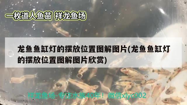 龍魚魚缸燈的擺放位置圖解圖片(龍魚魚缸燈的擺放位置圖解圖片欣賞) 熊貓異形魚L46