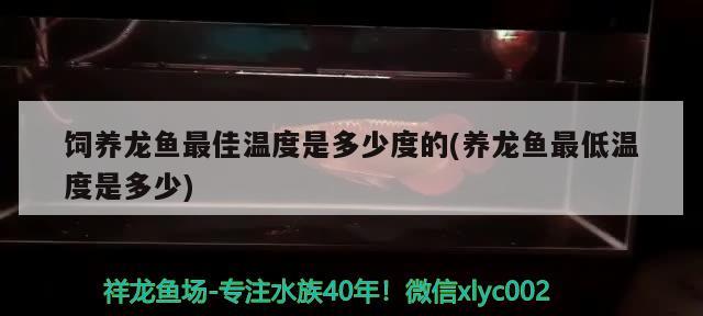 飼養(yǎng)龍魚(yú)最佳溫度是多少度的(養(yǎng)龍魚(yú)最低溫度是多少) 白子關(guān)刀魚(yú)