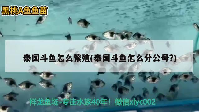 泰國斗魚怎么繁殖(泰國斗魚怎么分公母?) 泰國斗魚