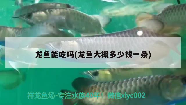 龍魚能吃嗎(龍魚大概多少錢一條)