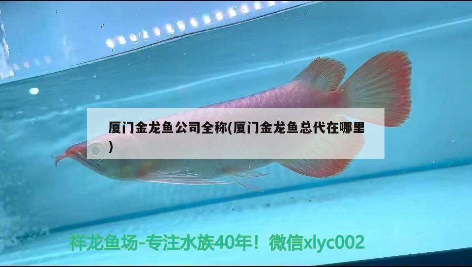 廈門金龍魚公司全稱(廈門金龍魚總代在哪里) 觀賞魚水族批發(fā)市場