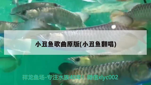 小丑魚歌曲原版(小丑魚翻唱) 海水魚