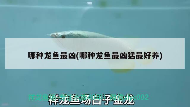 哪種龍魚(yú)最兇(哪種龍魚(yú)最兇猛最好養(yǎng))