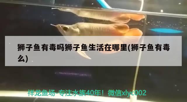 獅子魚有毒嗎獅子魚生活在哪里(獅子魚有毒么) 觀賞魚