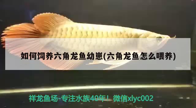 如何飼養(yǎng)六角龍魚(yú)幼崽(六角龍魚(yú)怎么喂養(yǎng))