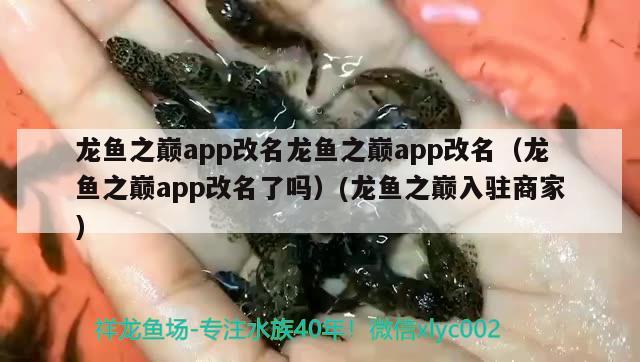 龍魚之巔app改名龍魚之巔app改名（龍魚之巔app改名了嗎）(龍魚之巔入駐商家)