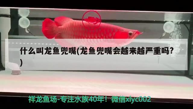 什么叫龍魚兜嘴(龍魚兜嘴會(huì)越來越嚴(yán)重嗎?) 斑馬鴨嘴魚