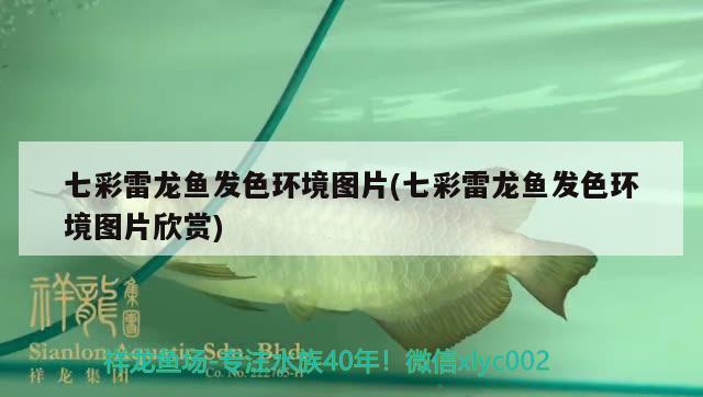 七彩雷龍魚發(fā)色環(huán)境圖片(七彩雷龍魚發(fā)色環(huán)境圖片欣賞) iwish愛唯希品牌魚缸