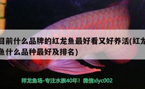 目前什么品牌的紅龍魚最好看又好養(yǎng)活(紅龍魚什么品種最好及排名) 泰國虎魚