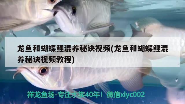 龍魚和蝴蝶鯉混養(yǎng)秘訣視頻(龍魚和蝴蝶鯉混養(yǎng)秘訣視頻教程)