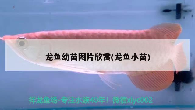 龍魚幼苗圖片欣賞(龍魚小苗)