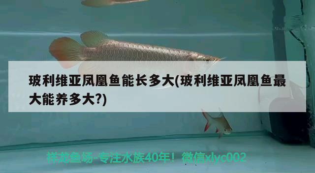 玻利維亞鳳凰魚能長多大(玻利維亞鳳凰魚最大能養(yǎng)多大?)