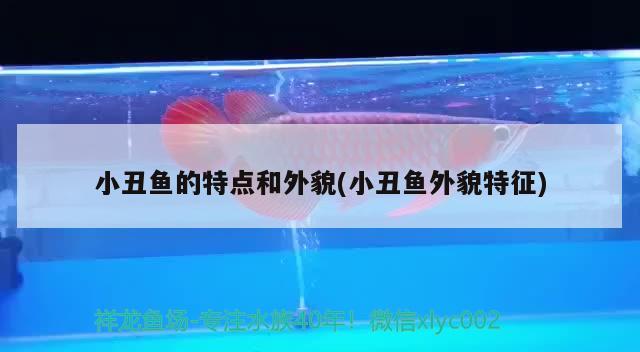 小丑魚的特點和外貌(小丑魚外貌特征) 海水魚