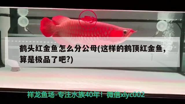 鶴頭紅金魚(yú)怎么分公母(這樣的鶴頂紅金魚(yú),算是極品了吧?)