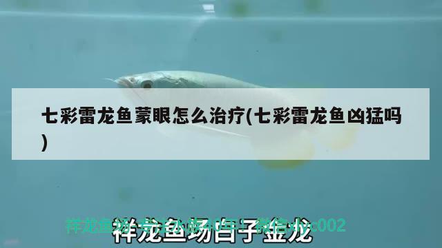 七彩雷龍魚(yú)蒙眼怎么治療(七彩雷龍魚(yú)兇猛嗎)