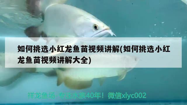 如何挑選小紅龍魚苗視頻講解(如何挑選小紅龍魚苗視頻講解大全) 馬拉莫寶石魚苗