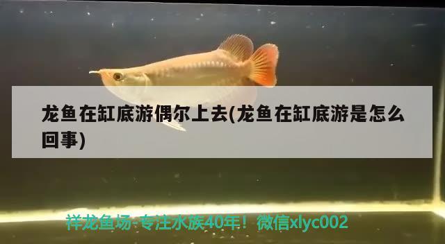 龍魚在缸底游偶爾上去(龍魚在缸底游是怎么回事) 紅龍專用魚糧飼料