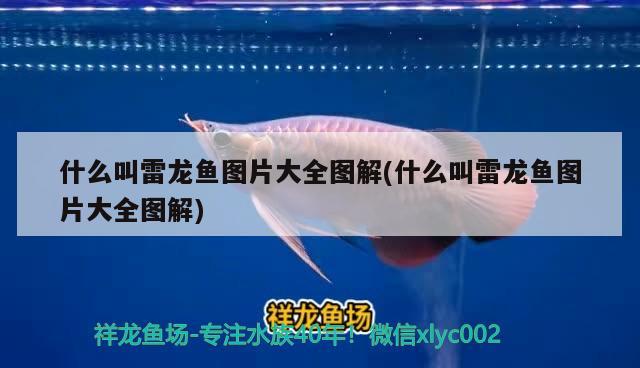 什么叫雷龍魚圖片大全圖解(什么叫雷龍魚圖片大全圖解) BD魟魚