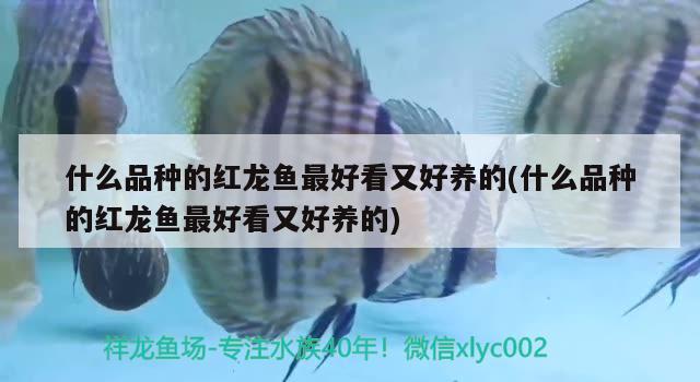 什么品種的紅龍魚(yú)最好看又好養(yǎng)的(什么品種的紅龍魚(yú)最好看又好養(yǎng)的)