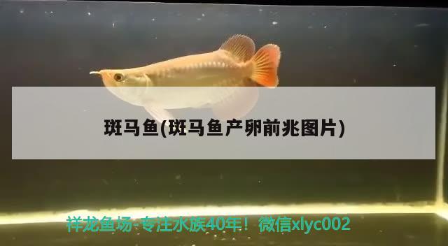 斑馬魚(斑馬魚產(chǎn)卵前兆圖片)