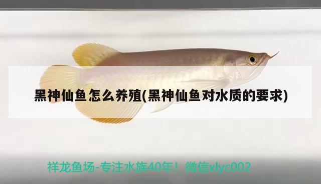 黑神仙魚怎么養(yǎng)殖(黑神仙魚對(duì)水質(zhì)的要求)