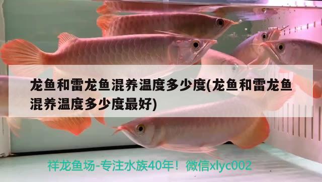 龍魚和雷龍魚混養(yǎng)溫度多少度(龍魚和雷龍魚混養(yǎng)溫度多少度最好) 大白鯊魚