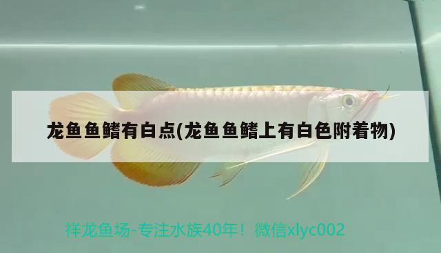 龍魚魚鰭有白點(龍魚魚鰭上有白色附著物) 稀有紅龍品種