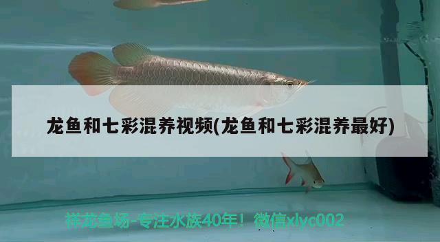 龍魚(yú)和七彩混養(yǎng)視頻(龍魚(yú)和七彩混養(yǎng)最好) 祥龍龍魚(yú)魚(yú)糧