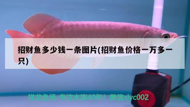 招財(cái)魚多少錢一條圖片(招財(cái)魚價(jià)格一萬多一只)