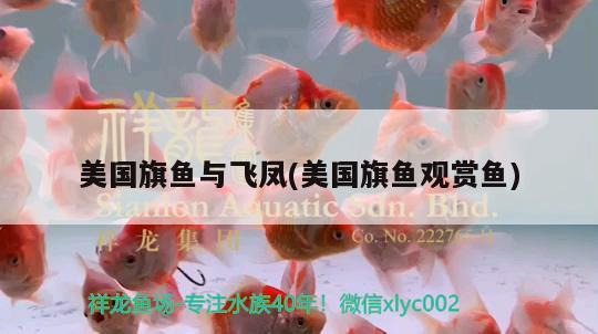 美國旗魚與飛鳳(美國旗魚觀賞魚)