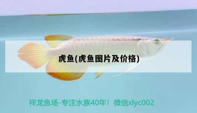 虎魚(yú)(虎魚(yú)圖片及價(jià)格)