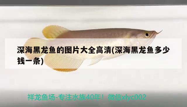 深海黑龍魚的圖片大全高清(深海黑龍魚多少錢一條) 朱巴利魚