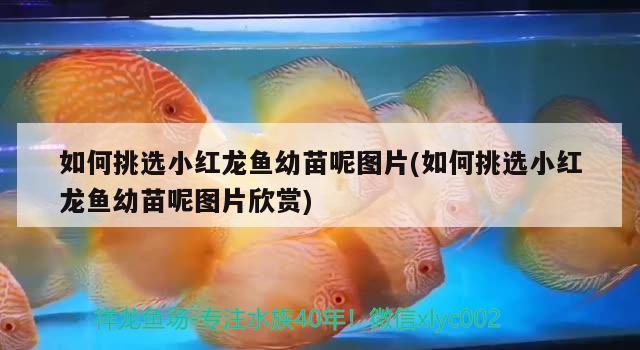 如何挑選小紅龍魚幼苗呢圖片(如何挑選小紅龍魚幼苗呢圖片欣賞)