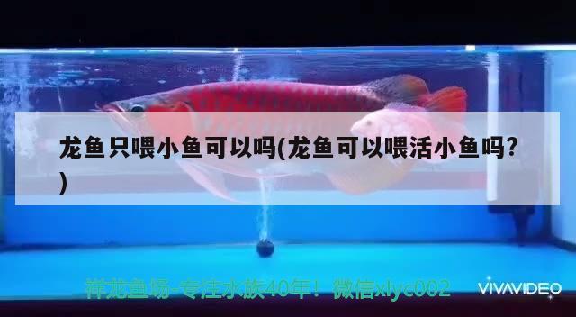 龍魚只喂小魚可以嗎(龍魚可以喂活小魚嗎?)