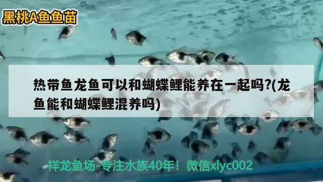 熱帶魚龍魚可以和蝴蝶鯉能養(yǎng)在一起嗎?(龍魚能和蝴蝶鯉混養(yǎng)嗎)